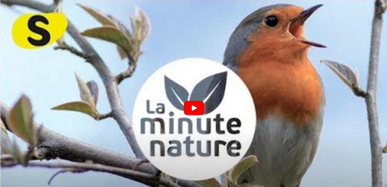 Suggestion de vidéos apprendre les chants d'oiseaux Demain la Terre Suggestion de vidéos apprendre les chants d'oiseaux Demain la Terre