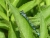 Agrion de Mercure ©M. Blavier - LPO Occitanie