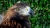 aigle