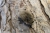 pipistrelle_pygmee_cf._bourgeois_-_lpo34_2.jpg