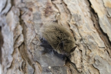 pipistrelle_pygmee_cf._bourgeois_-_lpo34_2.jpg