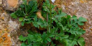 une salade sauvage